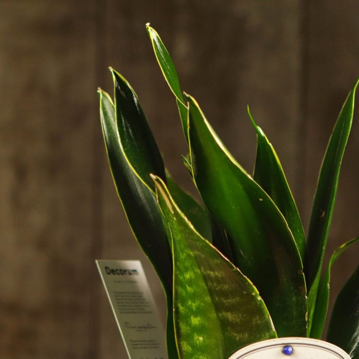 Сансевиерия миднайт шайн