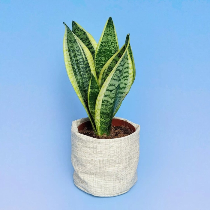 Сансевиерия футура суперба