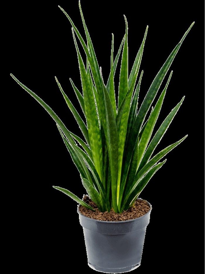 Сансевиерия кирки френдс