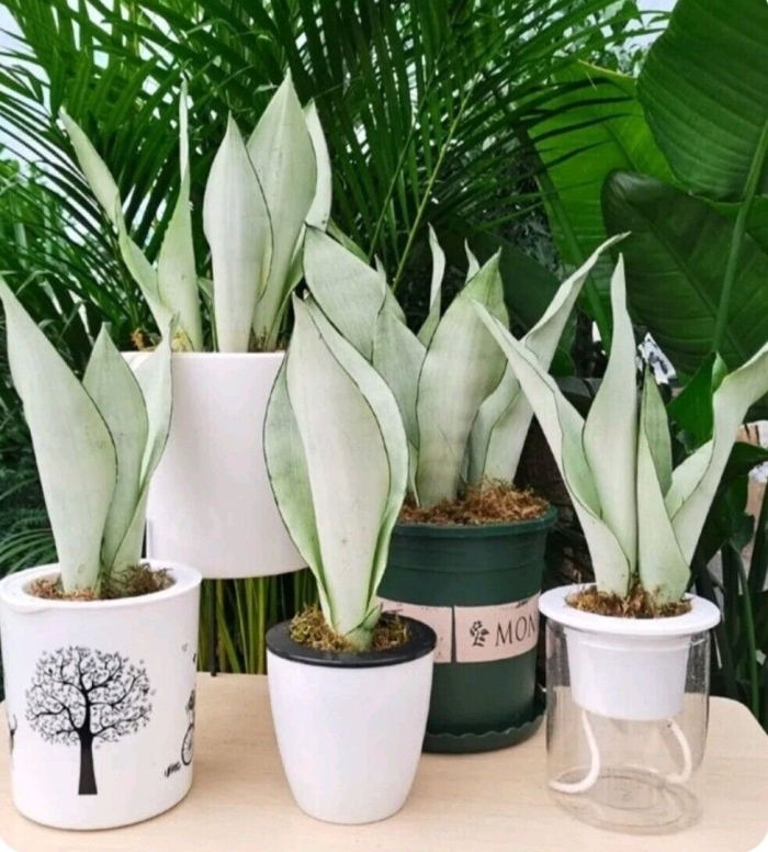 Сансевиерия trifasciata moonshine