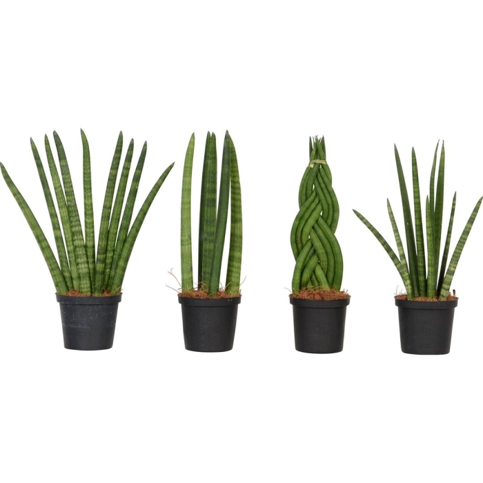 Сансевиерия цилиндрика вельвет