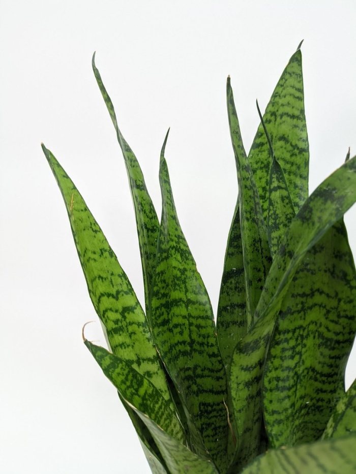 Сансевиерия зейланика