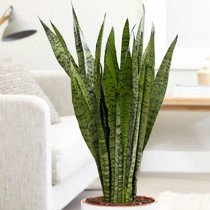 Сансевьера трехполосая