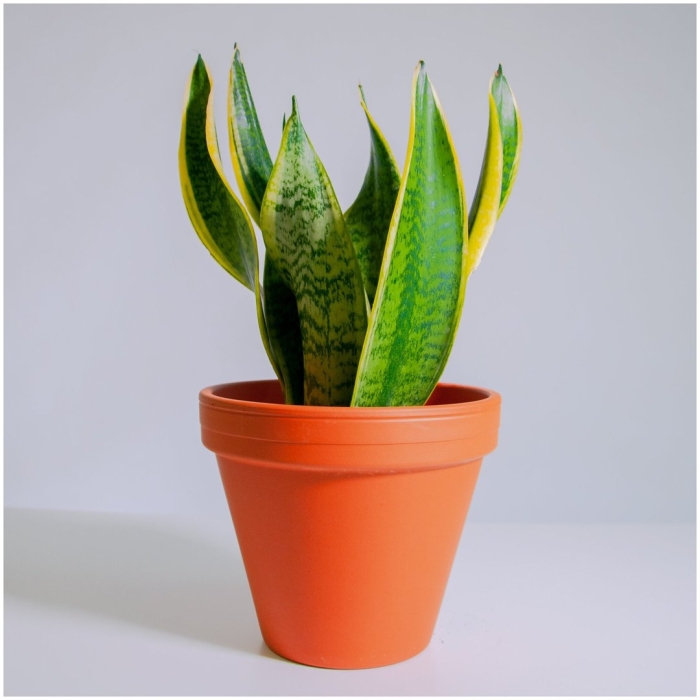 Сансевиерия лауретти