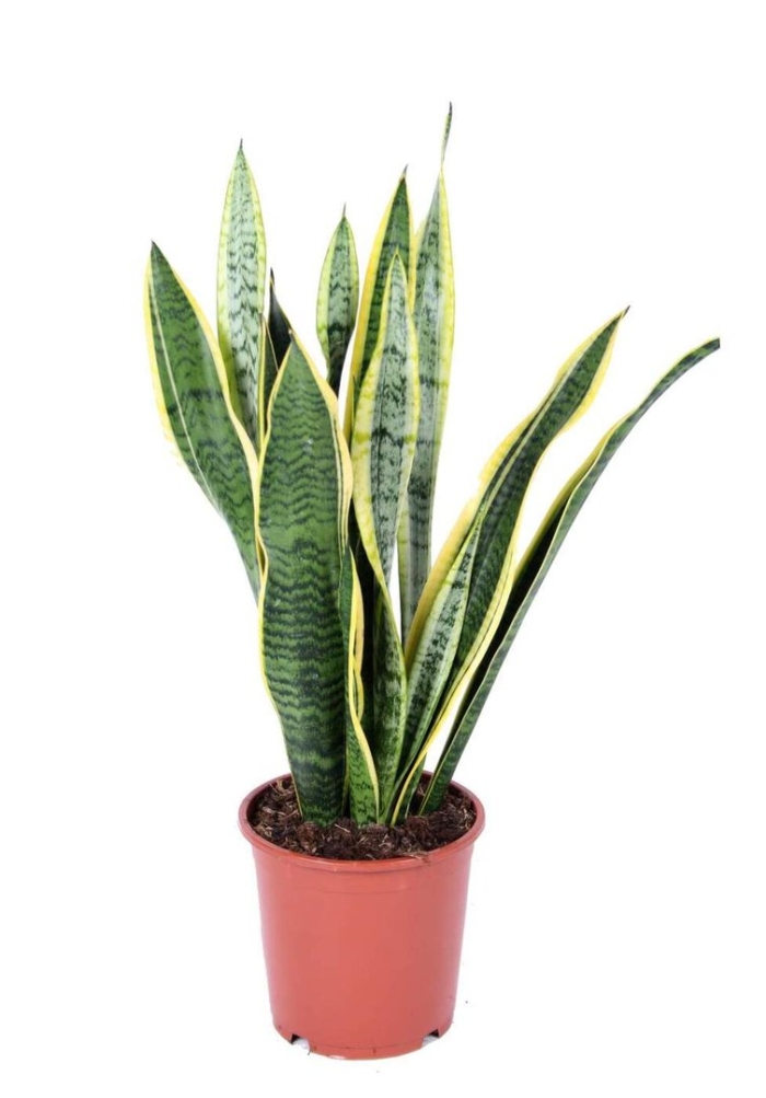 Сансевиерия лауренти (щучий