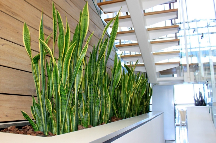 Сансевиерия тауэр