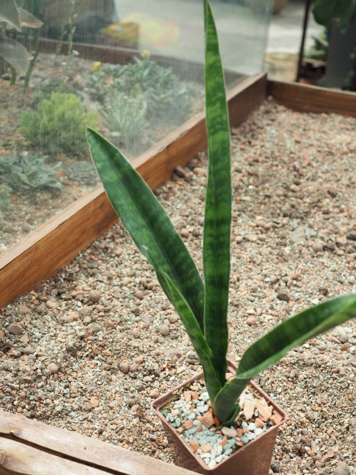 Сансевиерия джаваника