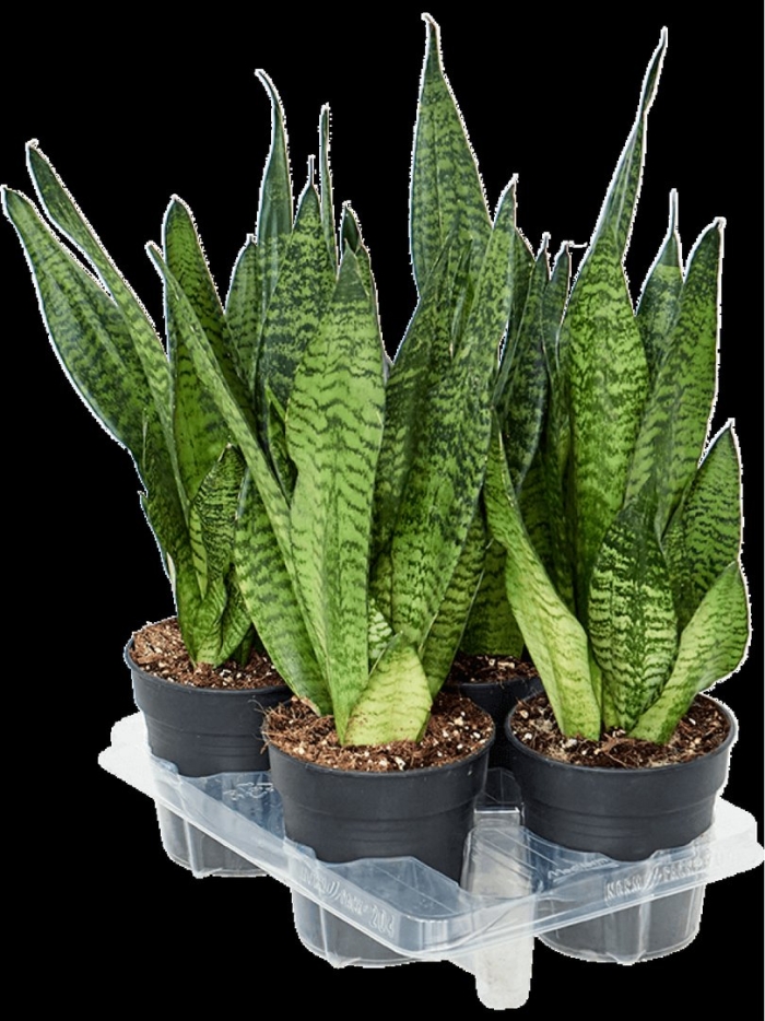 Сансевьера трехполосная