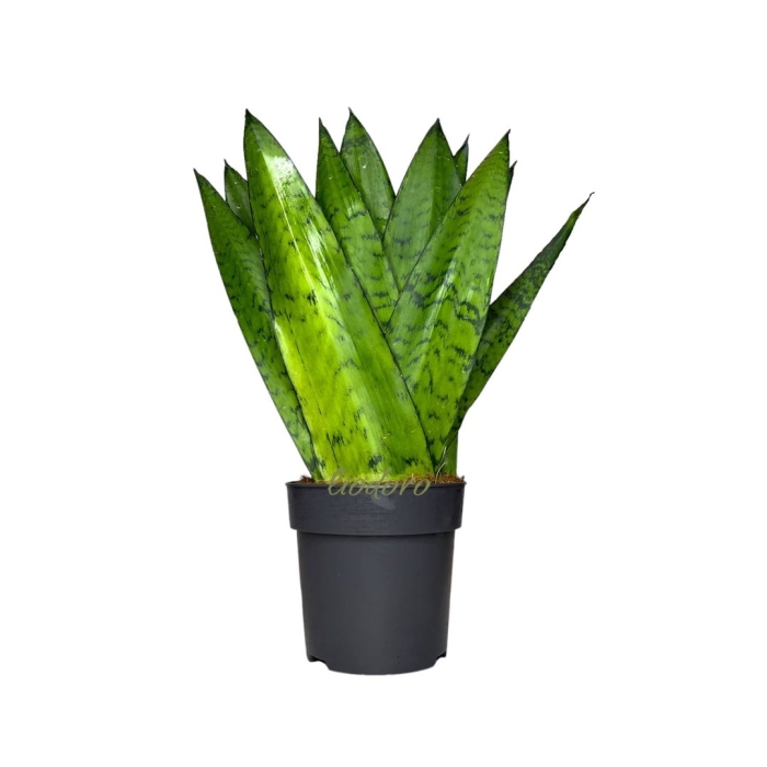 Сансевиерия зейланика фан