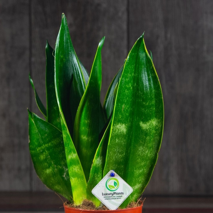 Сансевиерия трёхполосная