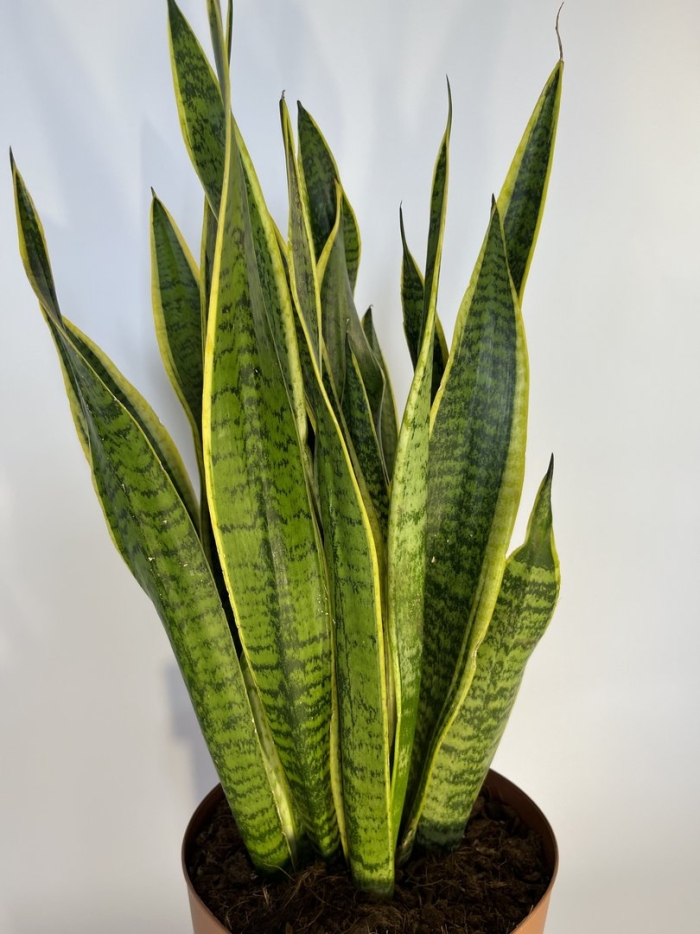 Сансевиерия лауренти