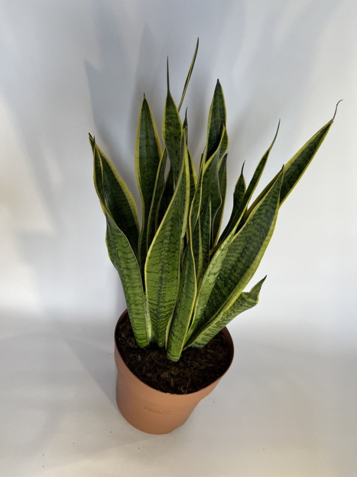 Сансевиерия лаурентия