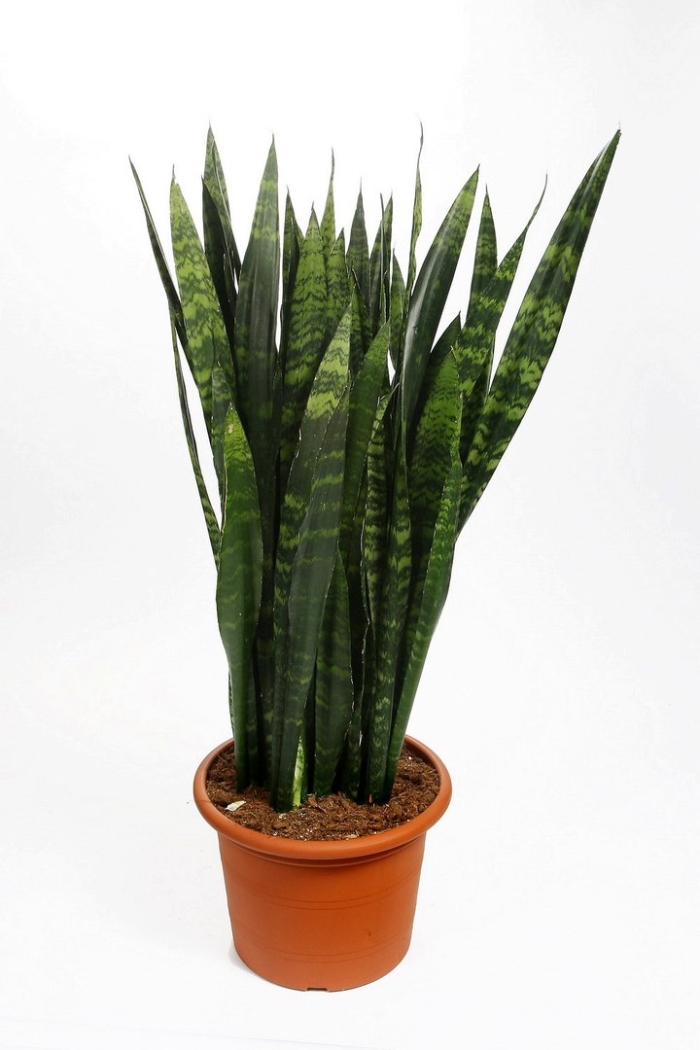 Сансевиерия тещин язык