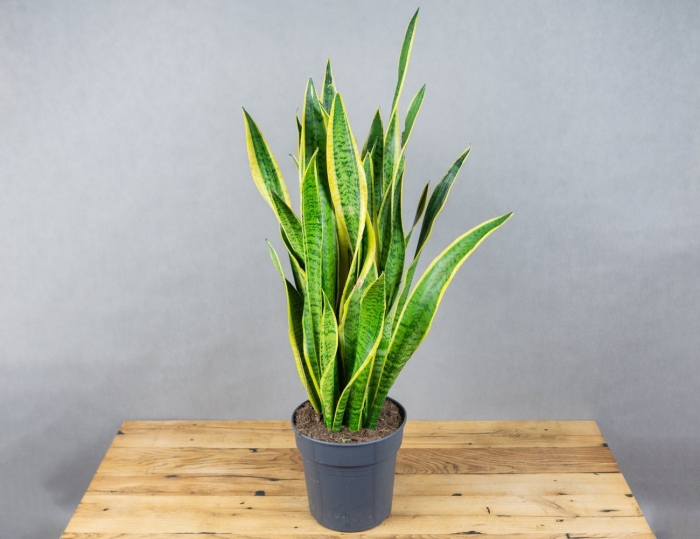 Сансевьера лауренти