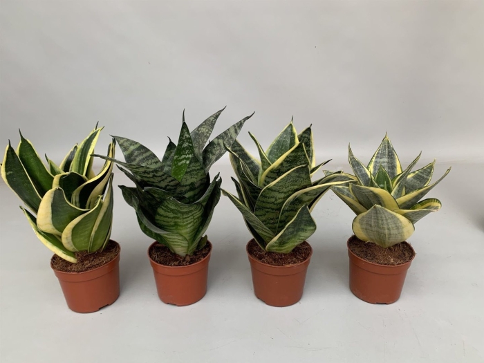 Сансевиерия микс