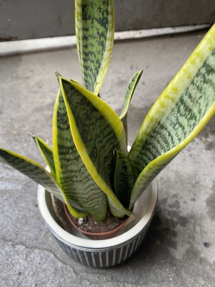 Сансевьера лауренти