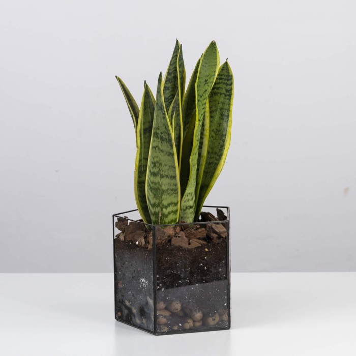 Цветок сансевиерия