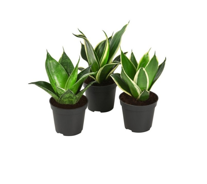 Сансевиерия ханни микс