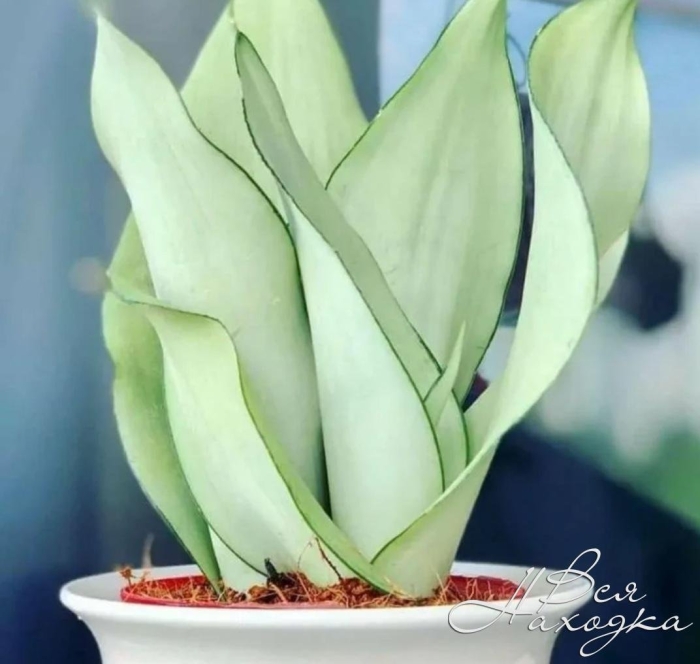 Sansevieria moonshine