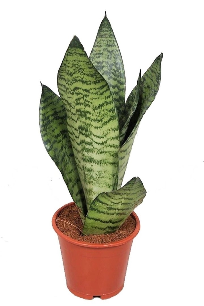 Сансевиерия зейланика d-12