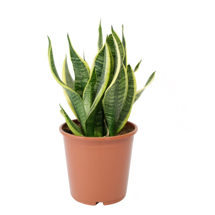 Сансевиерия щучий хвост