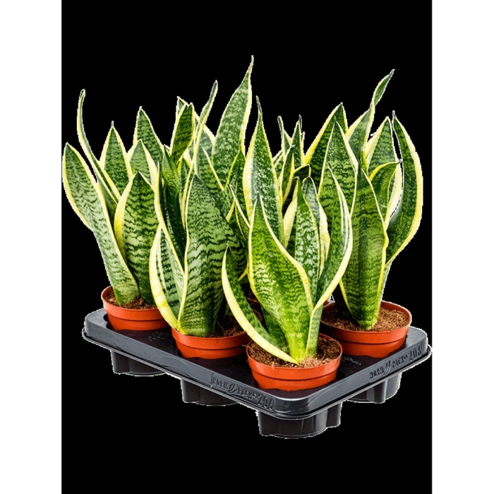 Сансевиерия футура