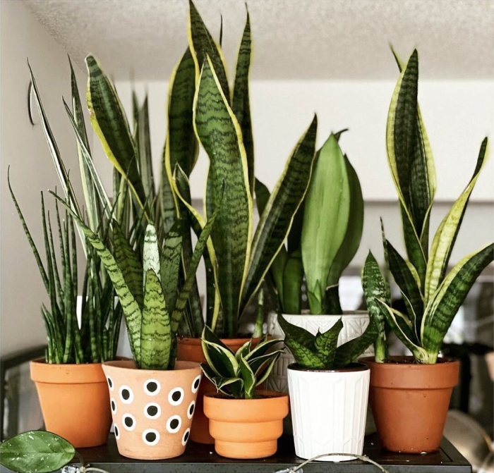 Сансевиерия вельвет