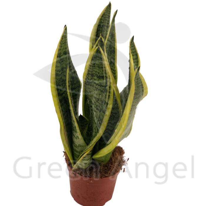 Голден флейм сансевиерия