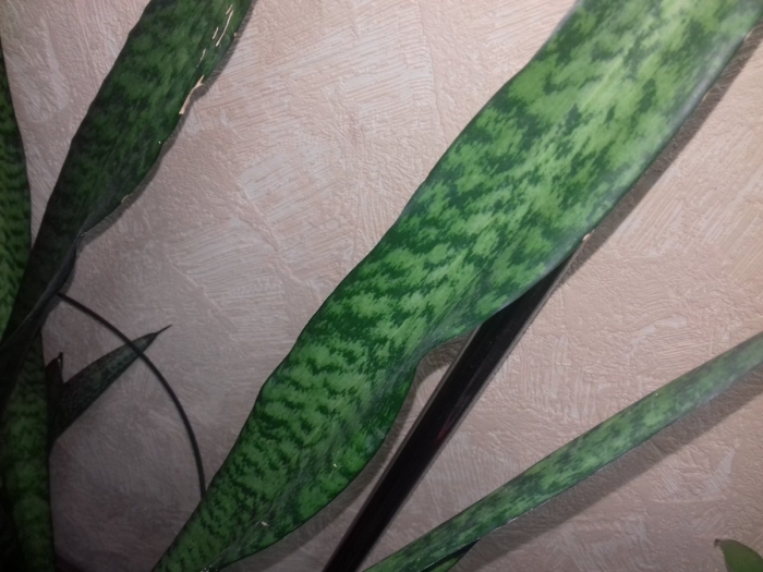 Сансевиерия ева