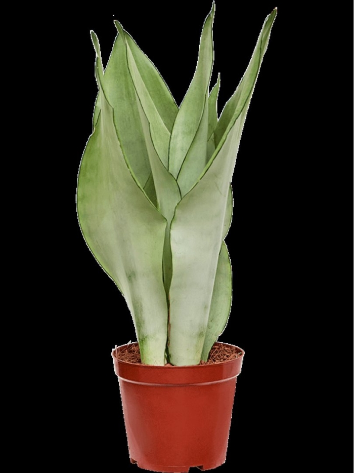 Сансевиерия трифасциата муншайн