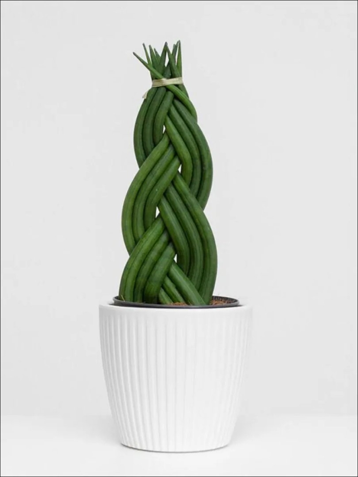 Сансевиерия цилиндрика коса