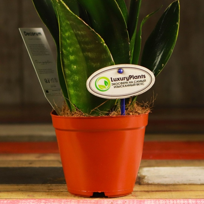 Сансевиерия блэк даймонд