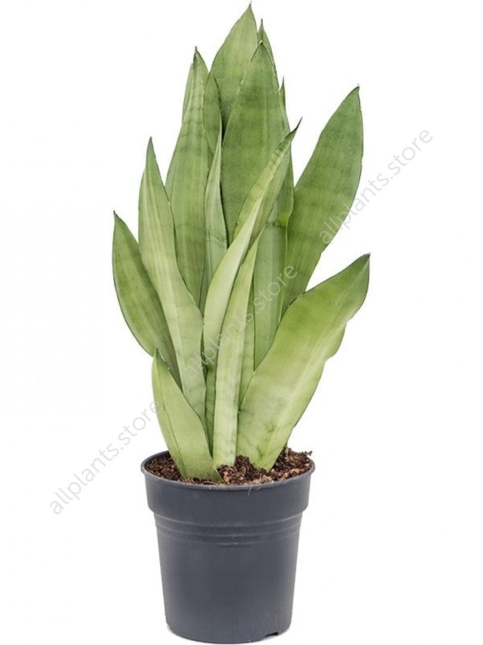 Сансевиерия муншайн