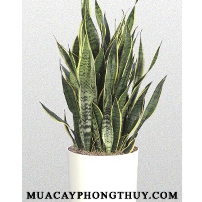 Сансевиерия лауренти футура