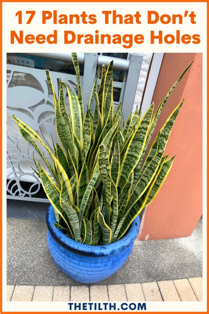 Лауренти речная блю