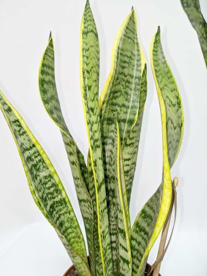 Растение сансевиерия