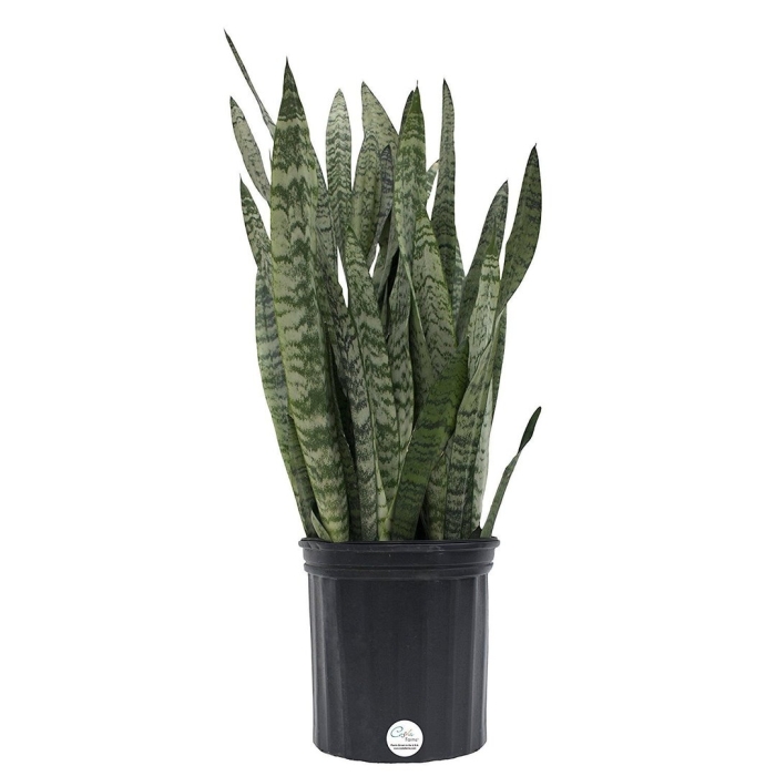 Sansevieria zeylanica