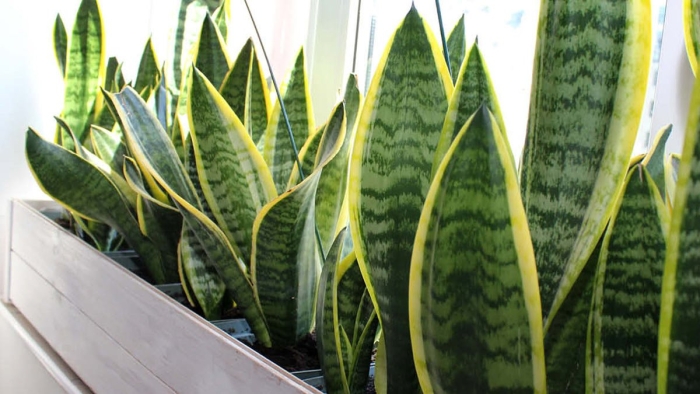 Сансевиерия марбл квин