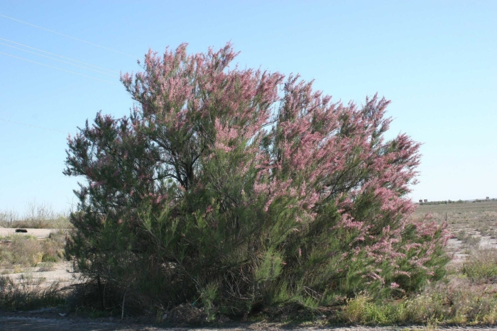 Тамарикс гребенщик