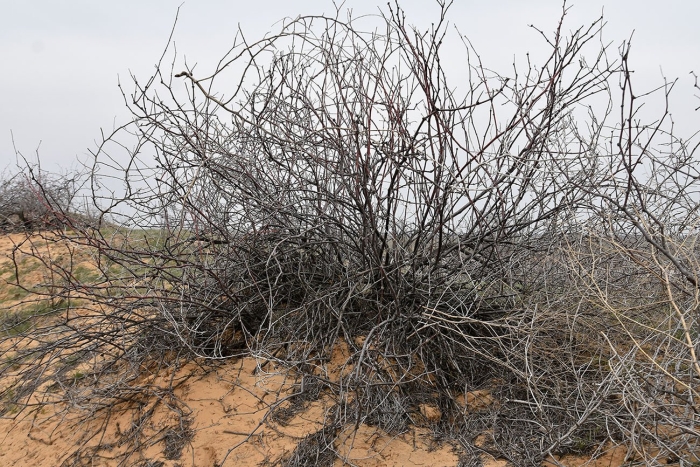 Растение пустыни