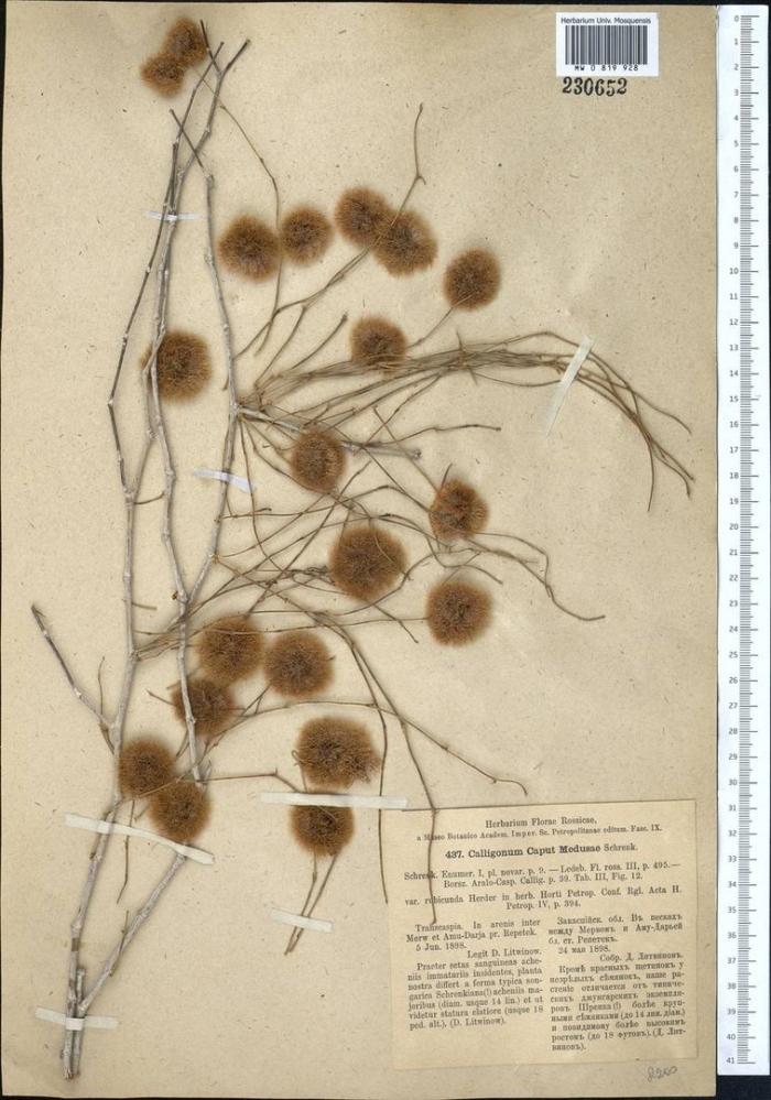 Calligonum caput medusae