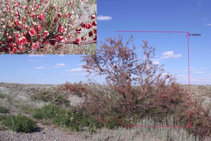 Джузгун (кандым)