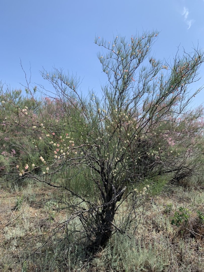 Cercidium microphyllum