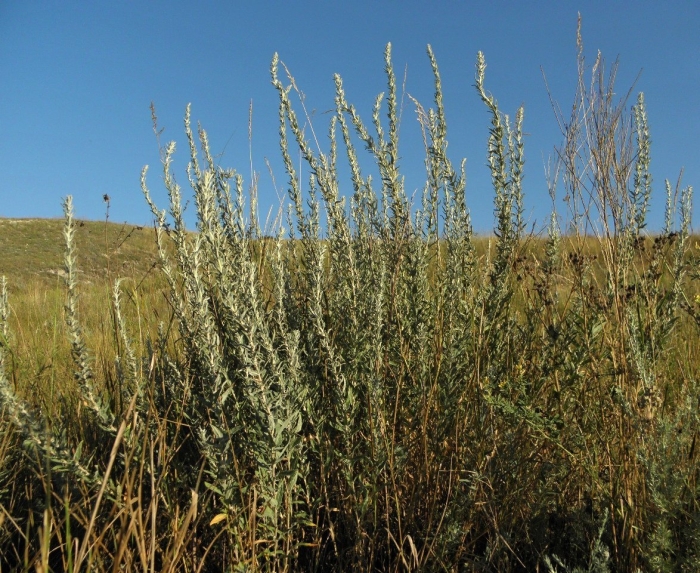 Полынь горькая (artemisia absinthium)