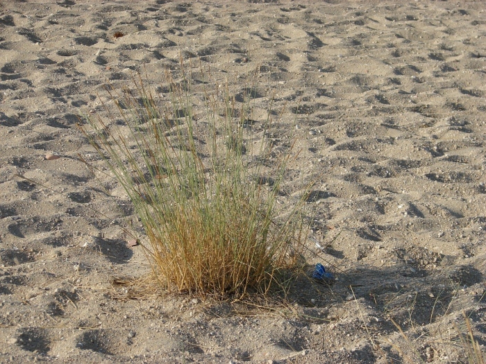 Ammophila arenaria leaf