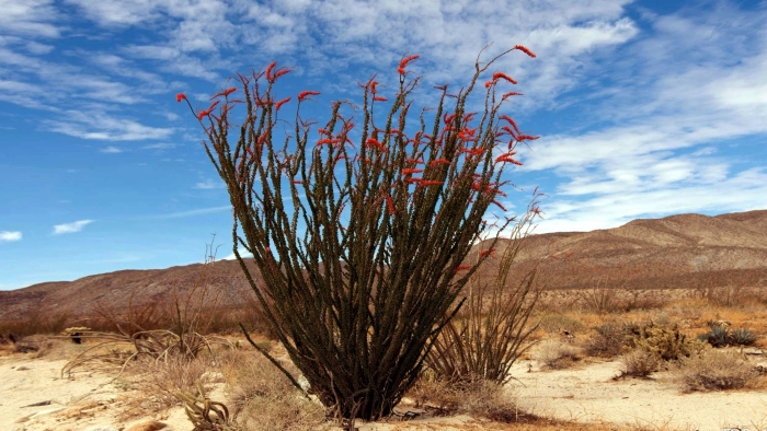 Окотильо» — fouquieria splendens