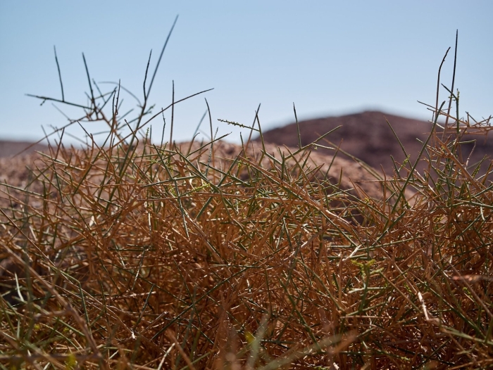 Спинифекс растение австралии