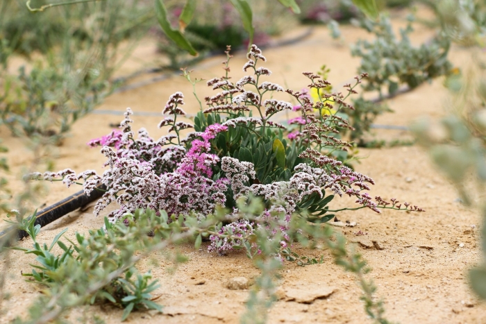Limonium pectinatum