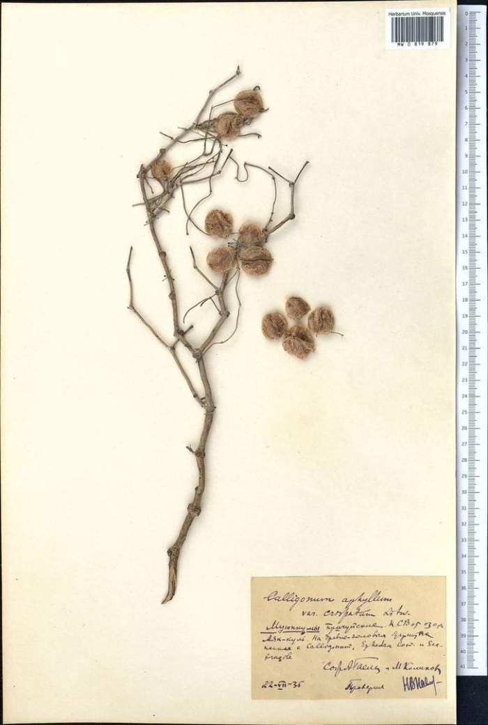 Джузгун голова медузы (calligonum caput-medusae)