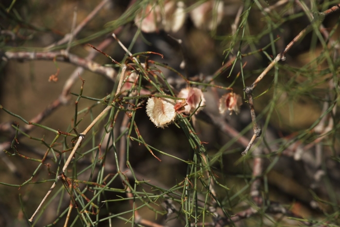 Джузгун растение